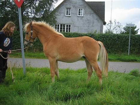 Haflinger James <,3 Minegen<'33 - Man er vel lidt hingst :D billede 20