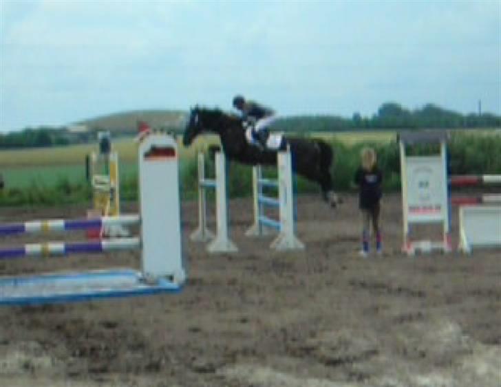 Hollandsk Varmblod Kastan - Stævne på Bryndumdam - 1. LA, nr. 5 billede 6