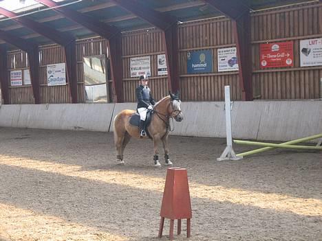 Haflinger Tarzan *Solgt billede 15