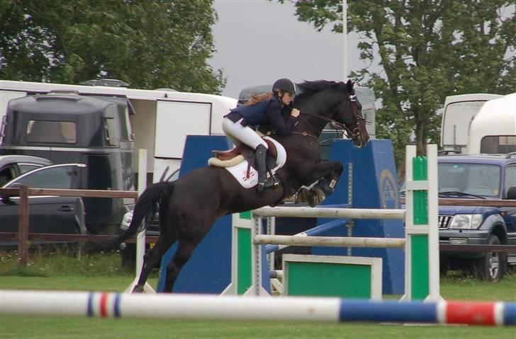 Hollandsk Varmblod Kastan - På Allerup i en LB eller LA :) billede 7