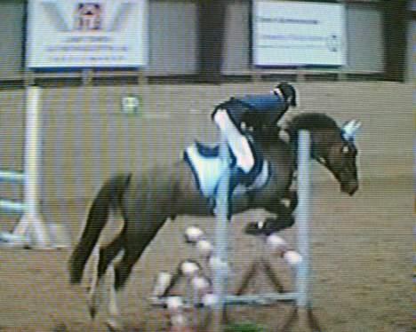 Anden særlig race Samson Solgt - stævne på Dalumgård (fik 4 fejl) billede 14