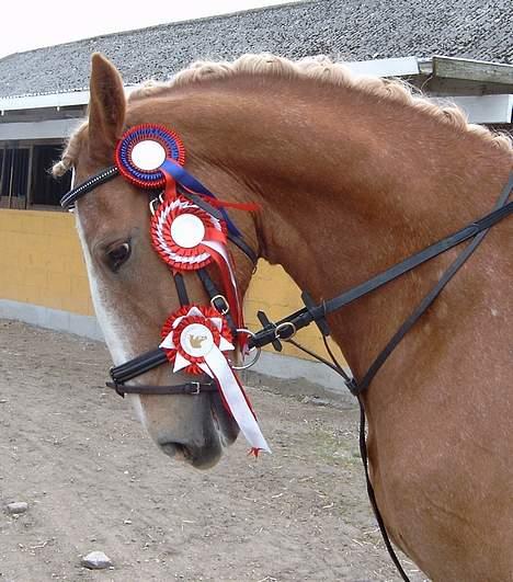 Frederiksborg Baron Af Iglsø  - til stævne :) billede 16