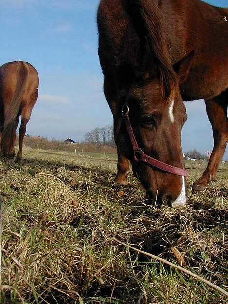 Anden særlig race Cherie > død 30.okt.< billede 17