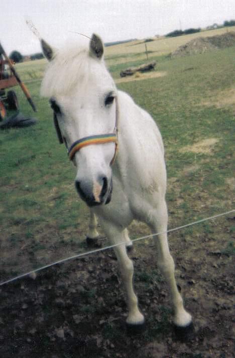 Welsh Pony af Cob-type (sec C) (¯`v´¯)prins (¯`v´¯) -  min smukke gamle pony i folden billede 1