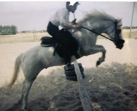 Welsh Pony af Cob-type (sec C) (¯`v´¯)prins (¯`v´¯) - det er katja der springer på ham billede 2