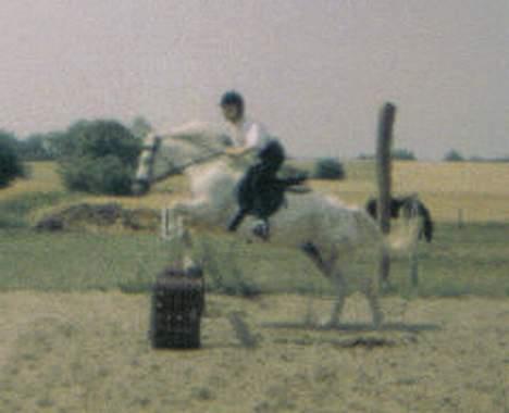 Welsh Pony af Cob-type (sec C) (¯`v´¯)prins (¯`v´¯) - springer han ikk bare højt af sådan en lille pony som ham billede 4