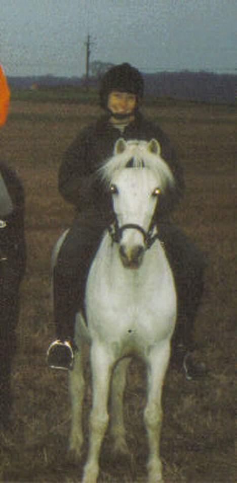 Welsh Pony af Cob-type (sec C) (¯`v´¯)prins (¯`v´¯) - katja som rider på min lille hvide pony her hehe han var bare så skøøn billede 5