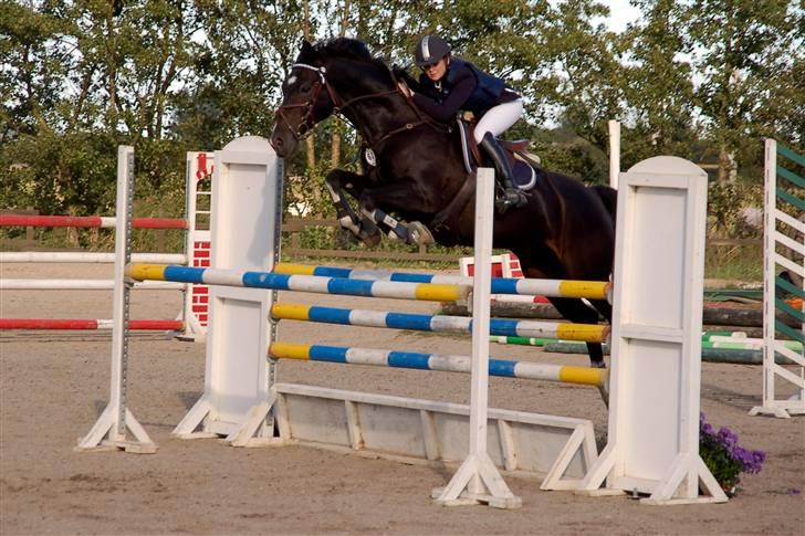 Hollandsk Varmblod Kastan - Fynsmesterskab for juniorer - nr. 4 billede 9