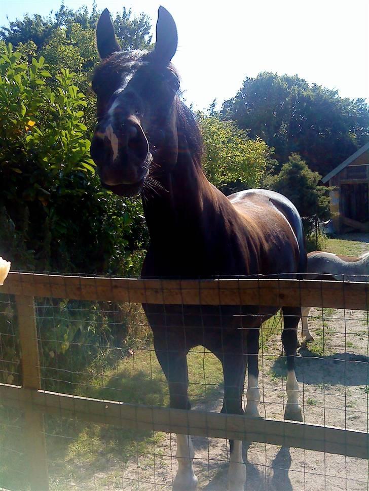 Hollandsk Varmblod Kastan - Min kæreste skat :) billede 10