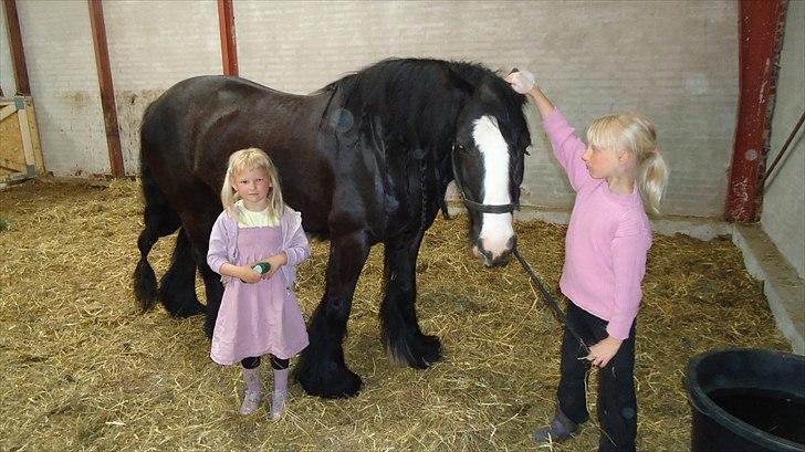 Tinker Lindholms Figaro solgt billede 20