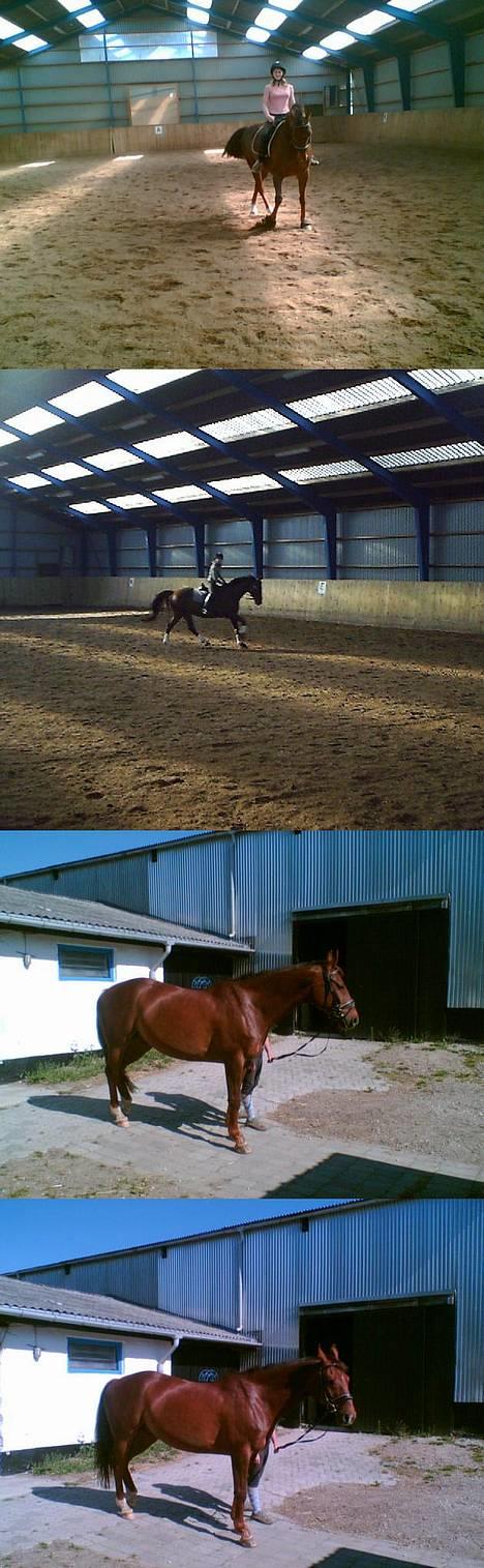 Dansk Varmblod Gordion Stengaard aflivet - En masse billeder (= billede 8