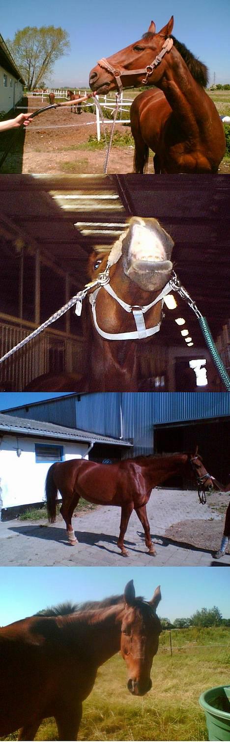 Dansk Varmblod Gordion Stengaard aflivet - En masse billeder (= billede 9