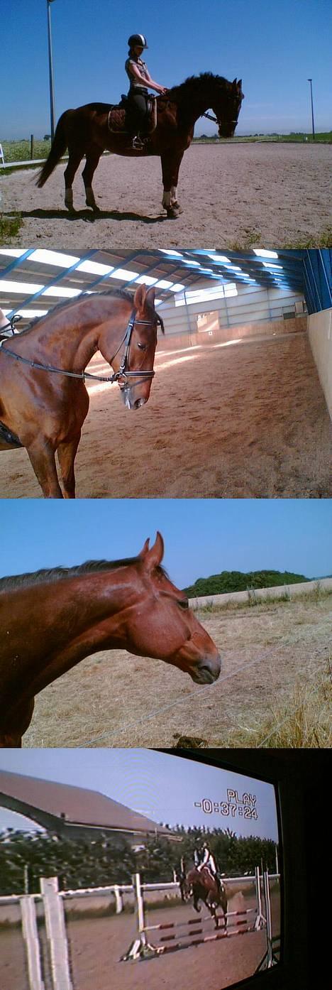 Dansk Varmblod Gordion Stengaard aflivet - En masse billeder (= billede 10