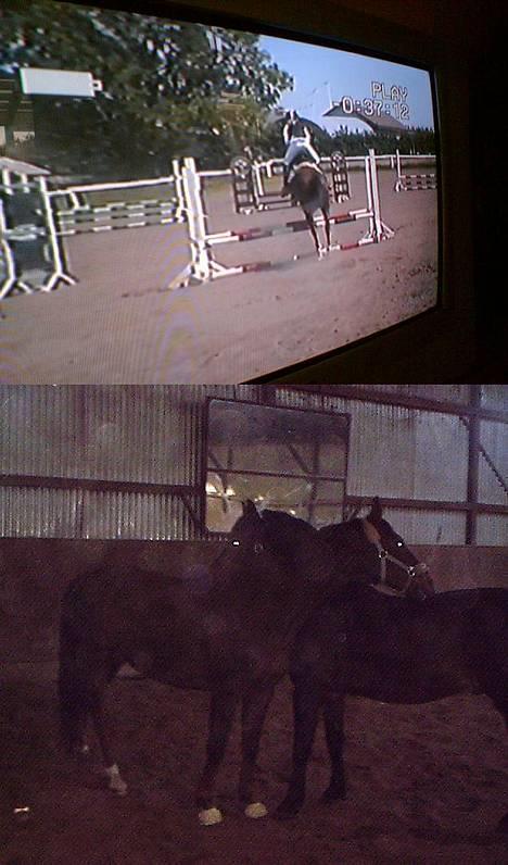 Dansk Varmblod Gordion Stengaard aflivet - En masse billeder (= billede 11