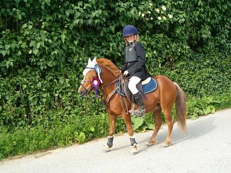 Dartmoor Samson *SOLGT* - samson og og mig stævne på faaborg rideklub clear around i LD og 2 plads i LC.. billede 2