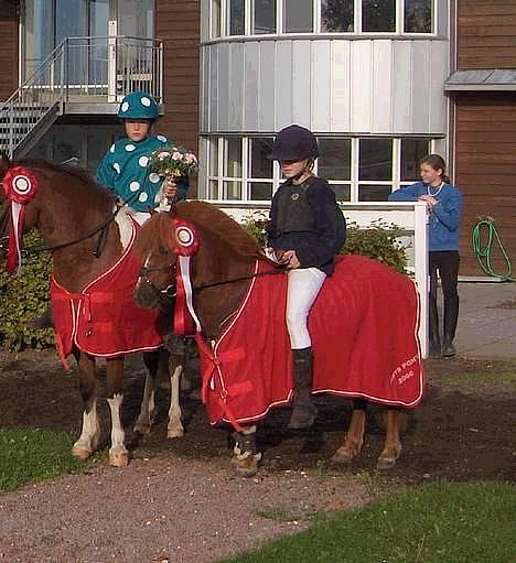 Dartmoor Samson *SOLGT* - Samson med sin fine rosett og sit fine vinder tæppe!:) billede 4