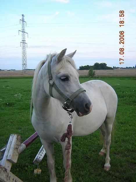 Welsh Mountain (sec A) Cinderella(solgt) - CB billede 12