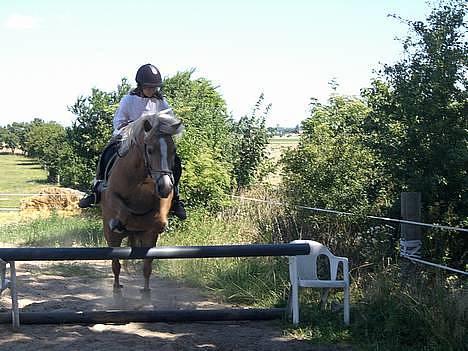 Haflinger Resi Kastanjegård - Spring billede 8