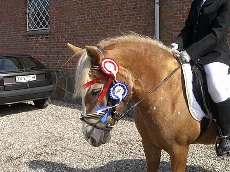 Haflinger Resi Kastanjegård - det blev til en 1 & 2 plads billede 9