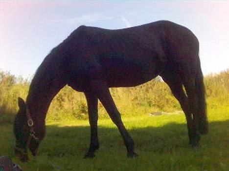 Connemara Hovfelds Cover Girl - Cover... billede 9