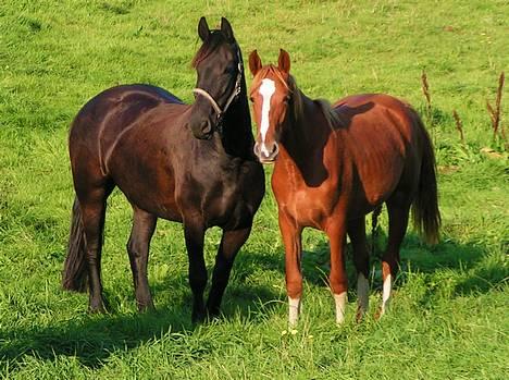 Frederiksborg Eislinn billede 2