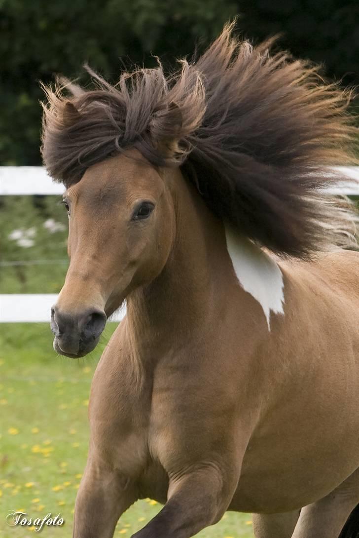 Islænder Sunshine **solgt** - sommer 2007;) her viser jeg alt mit garn billede 1