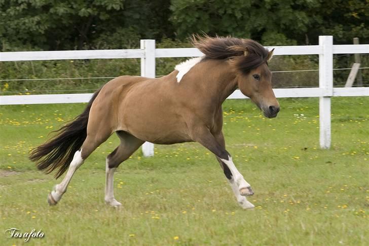 Islænder Sunshine **solgt** - sommer 2007... her kommer jeg;) billede 3