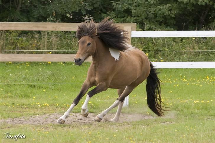 Islænder Sunshine **solgt** - sommer 2007... dar daaaar:D billede 4
