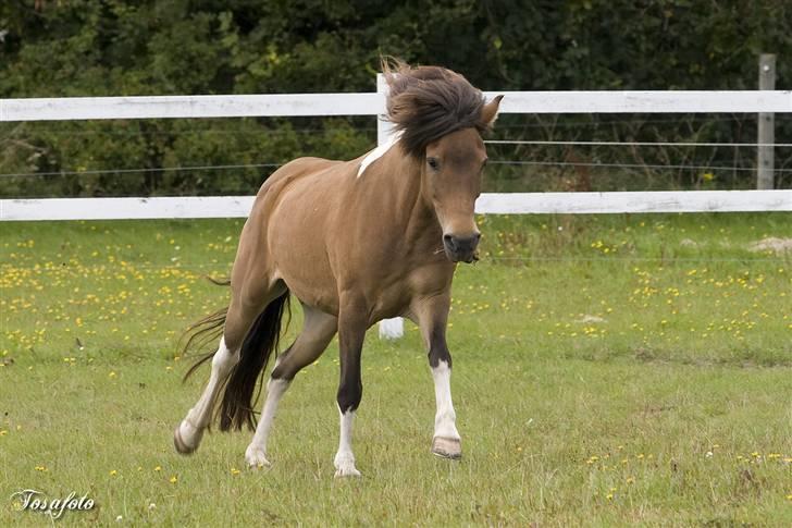 Islænder Sunshine **solgt** - sommer 2007.. tager lige en bid med på vejen:D billede 5
