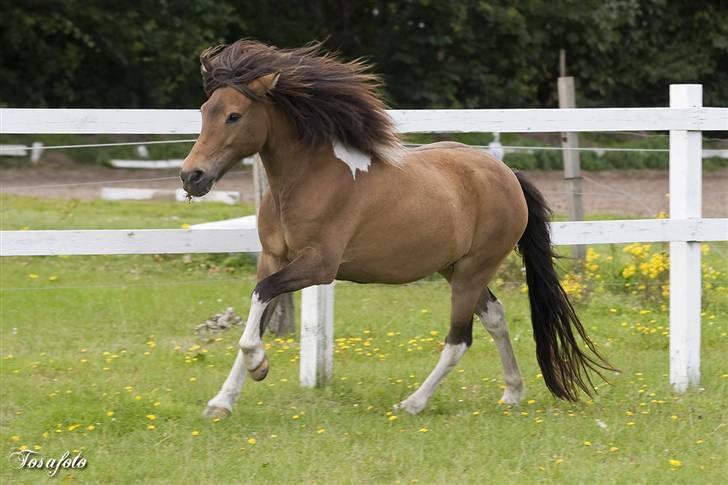 Islænder Sunshine **solgt** - sommer 2007.. det er så lille mig;) billede 6
