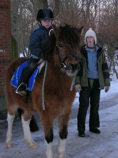 Islænder Sunshine **solgt** - vinter 2005.. er man ik´ fotogen eller hvad...? billede 7