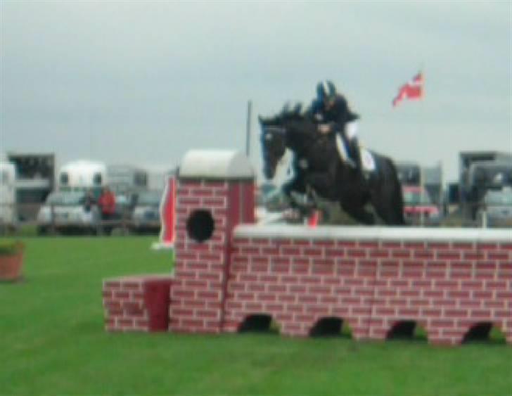 Hollandsk Varmblod Kastan - Stævne på Allerup. billede 15