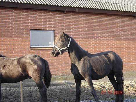 Frieser Shadow billede 8