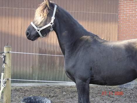 Frieser Shadow - shadow tager solbad billede 9