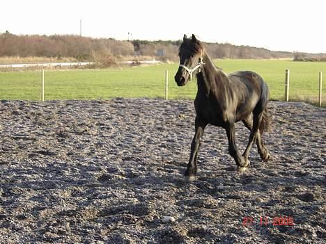 Frieser Shadow billede 10