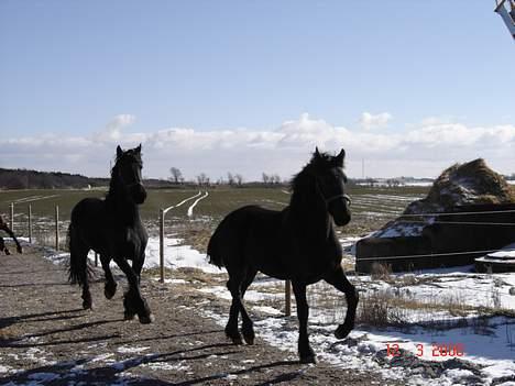 Frieser Shadow - shadow og hendes føl safir billede 11