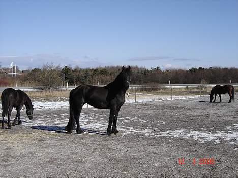 Frieser Shadow billede 12