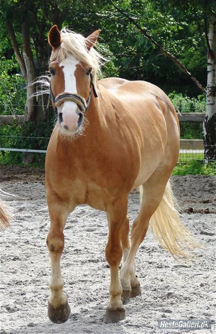 Haflinger            Amadeus billede 4