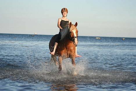 Haflinger            Amadeus billede 2