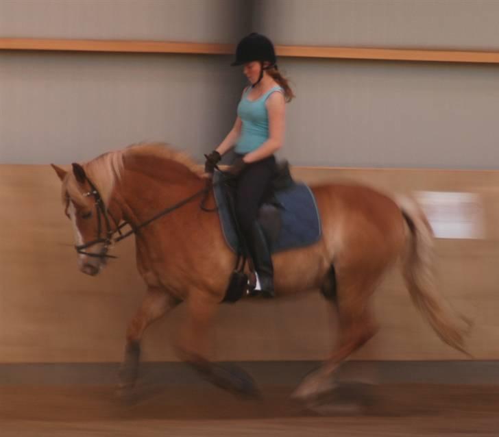 Haflinger            Amadeus billede 9