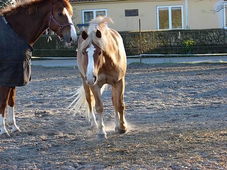 Haflinger            Amadeus billede 15