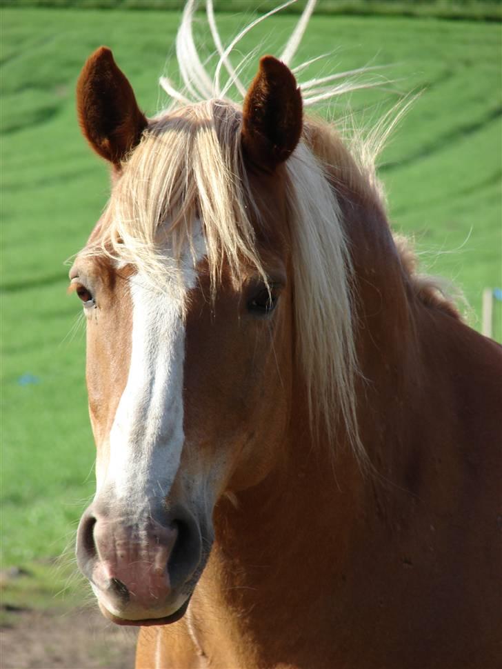 Haflinger            Amadeus billede 17