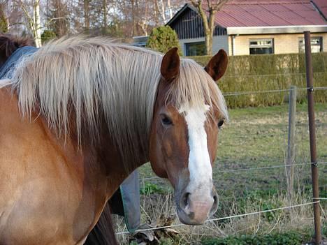 Haflinger            Amadeus billede 18