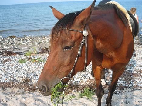 Anden særlig race Dipsy - Fulde farter billede 19