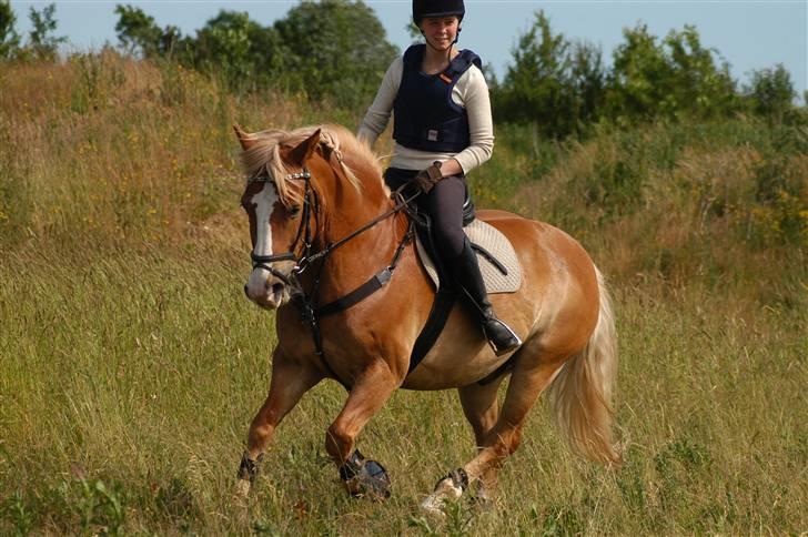 Haflinger            Amadeus - på Tærrenbanen, den 15 juni 2007 foto: lasse L billede 14
