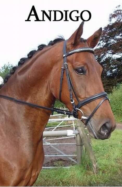 Dansk Varmblod Andigo billede 1
