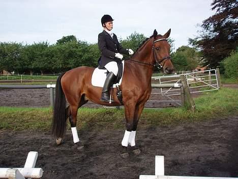 Dansk Varmblod Andigo billede 2