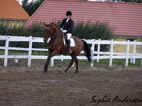 Dansk Varmblod Andigo billede 3