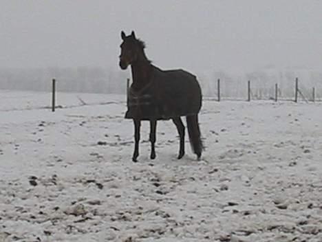 Dansk Varmblod Andigo - Første gang på marken det nye sted :D billede 4