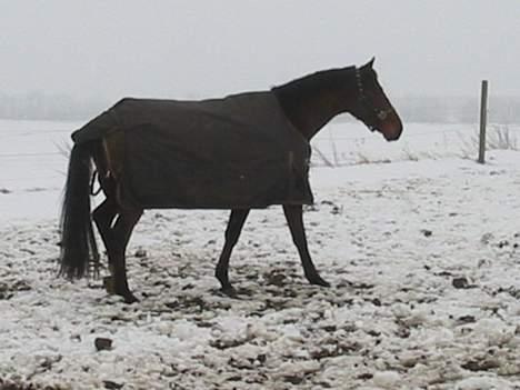 Dansk Varmblod Andigo - Så skal vi lige ned og hilse på de nye heste .. billede 5